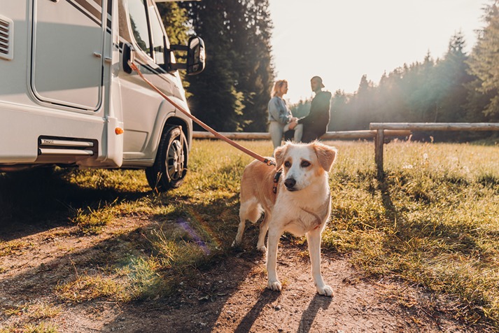 A pet outside of a motorhome