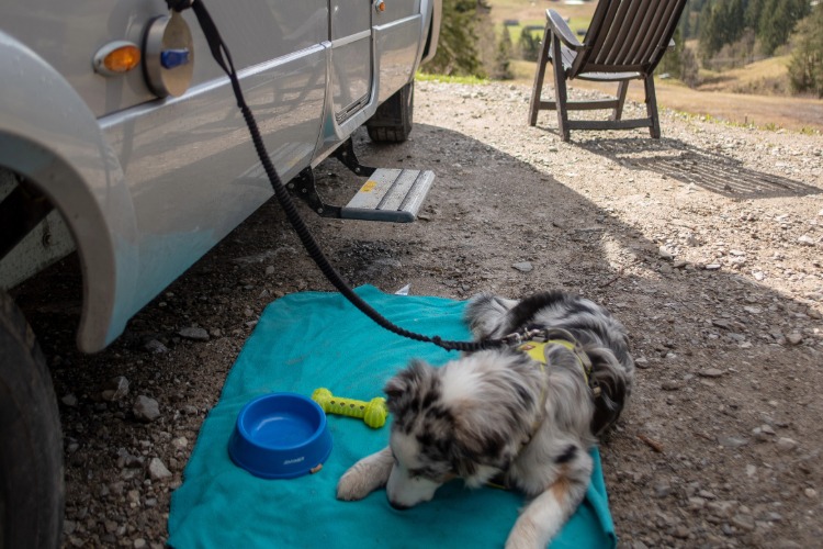A pet resting outside a motorhome