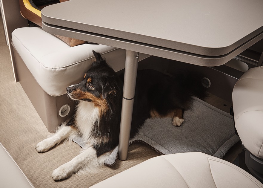 A pet sitting under a table in a motorhome