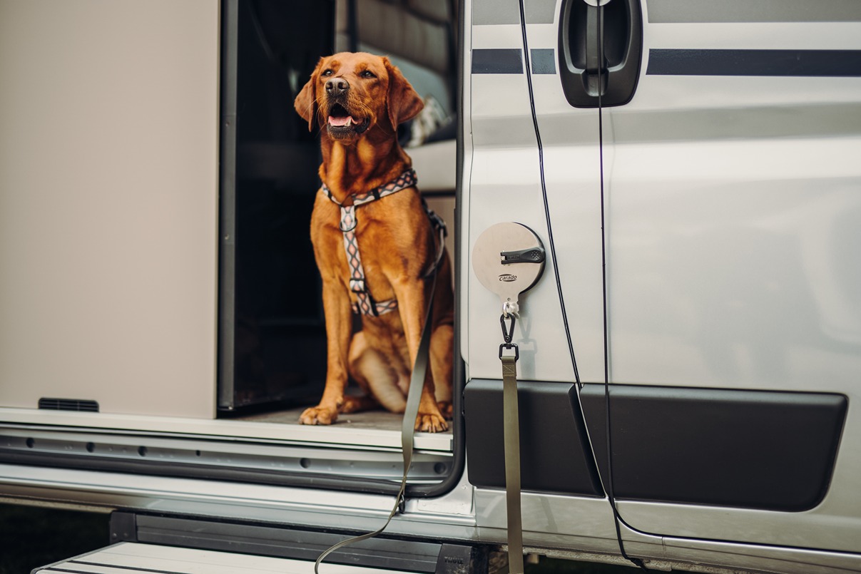 A pet travelling in a motorhome