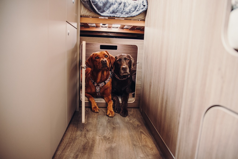 Two pets resting in a motorhome