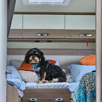 Paddy the dog in bed